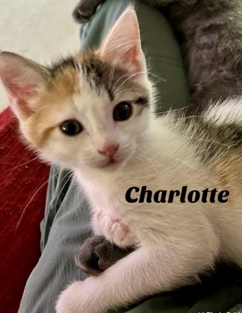 Charlotte, a Adoptable Domestic Short Hair in Owasso, OK image 4/5