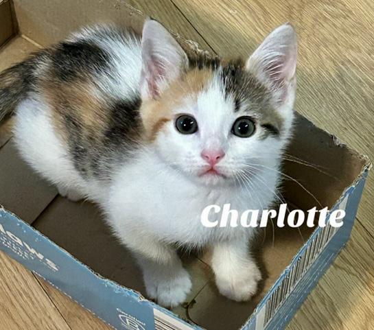 Charlotte, a Adoptable Domestic Short Hair in Owasso, OK image 2/5