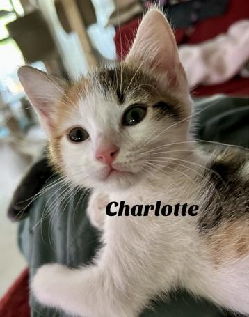 Charlotte, a Adoptable Domestic Short Hair in Owasso, OK image 5/5