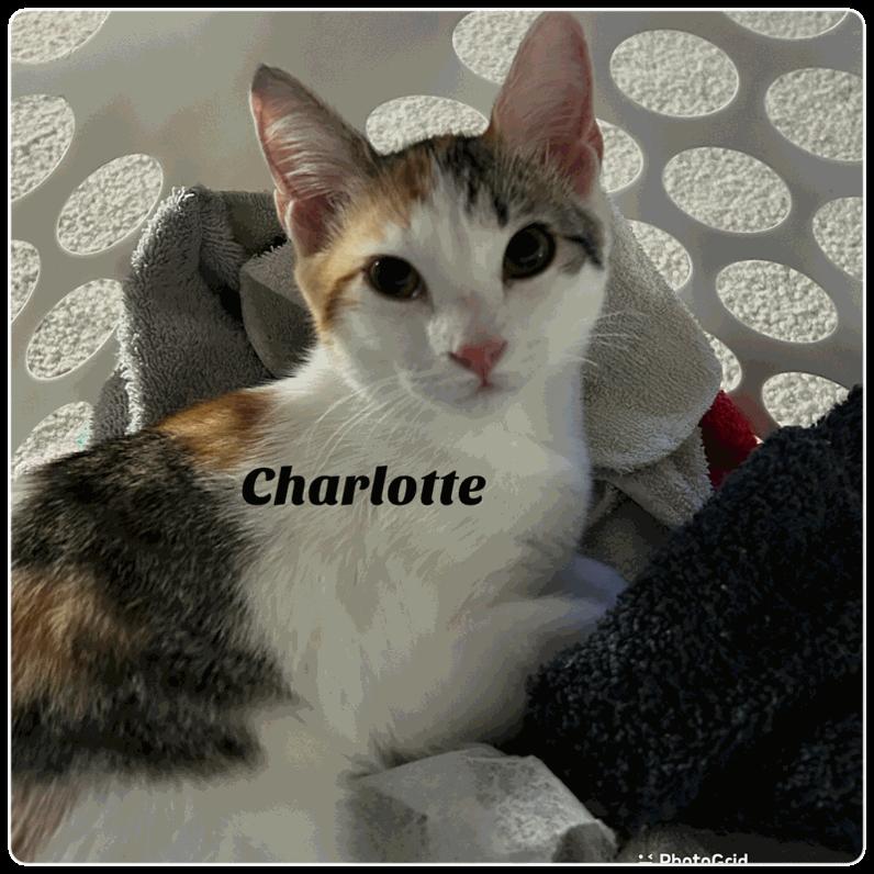 Charlotte, Adoptable, Young Female Domestic Short Hair.