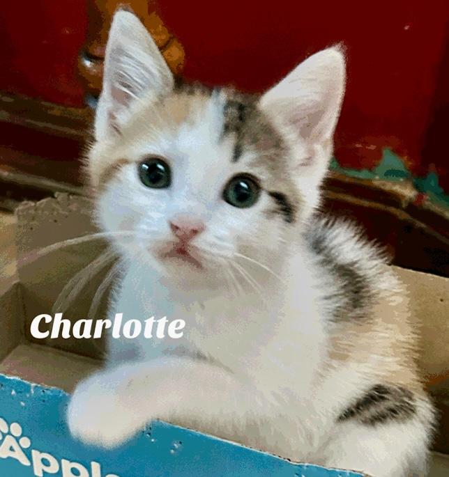 Charlotte, a Adoptable Domestic Short Hair in Owasso, OK image 3/5