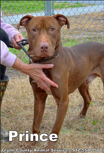 PRINCE, Adoptable, Adult Male Pit Bull Terrier & Labrador Retriever.