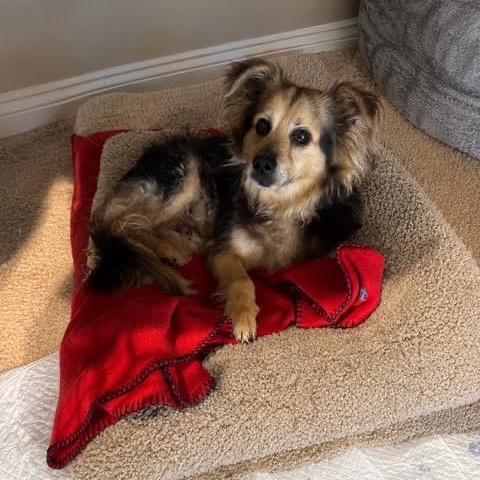 Enlarge Mugsy, a Adoptable Papillon in Northbrook, IL image 1/6