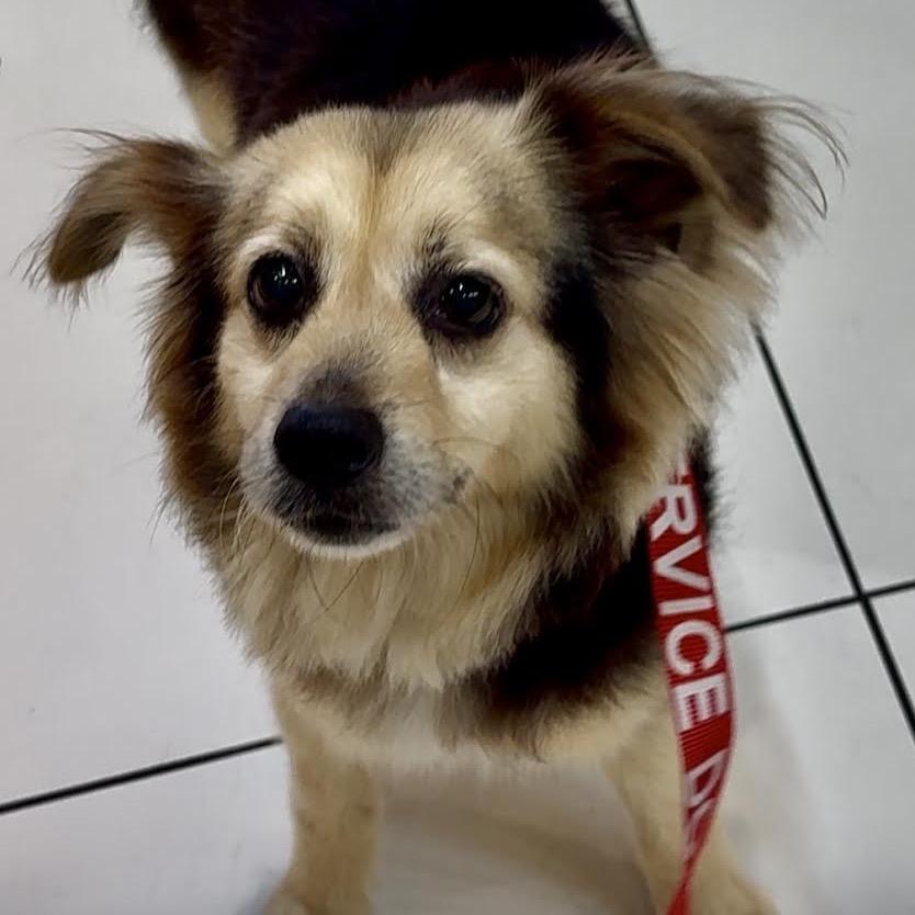 Enlarge Mugsy, a Adoptable Papillon in Northbrook, IL image 2/6