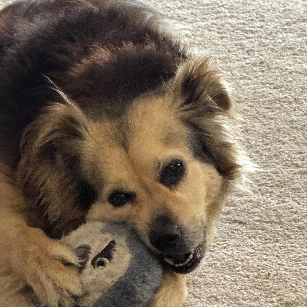 Enlarge Mugsy, a Adoptable Papillon in Northbrook, IL image 3/6