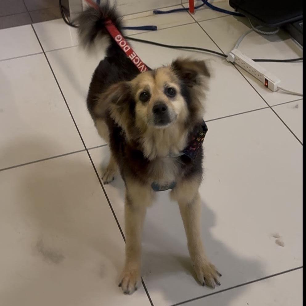 Enlarge Mugsy, a Adoptable Papillon in Northbrook, IL image 5/6
