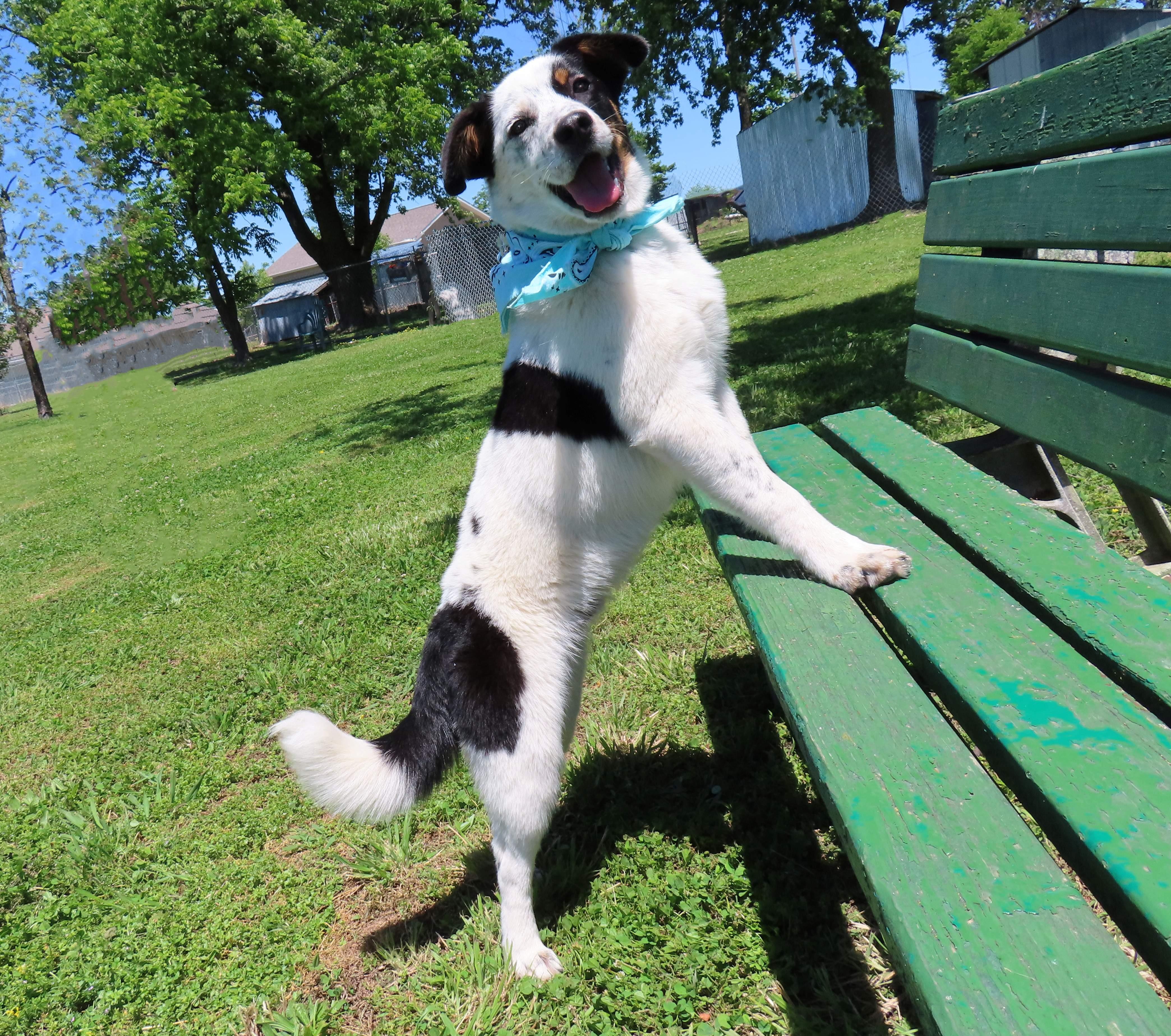 Enlarge Kylo 26C-109, a ADOPTABLE mixed breed in Rogers, AR image 3/5