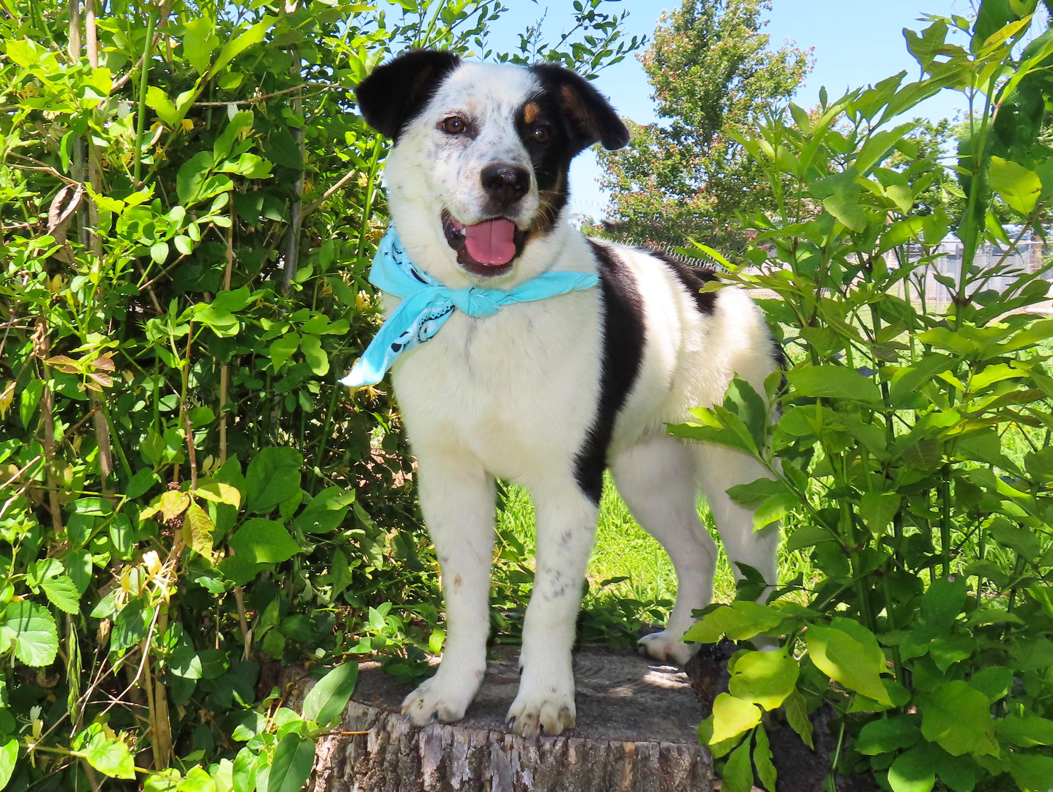 Enlarge Kylo 26C-109, a ADOPTABLE mixed breed in Rogers, AR image 4/5