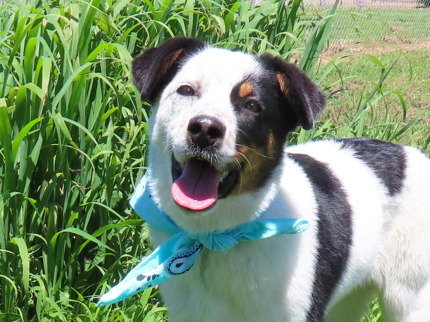 Kylo 26C-109, ADOPTABLE, Puppy Male Australian Shepherd & Australian Cattle Dog / Blue Heeler.