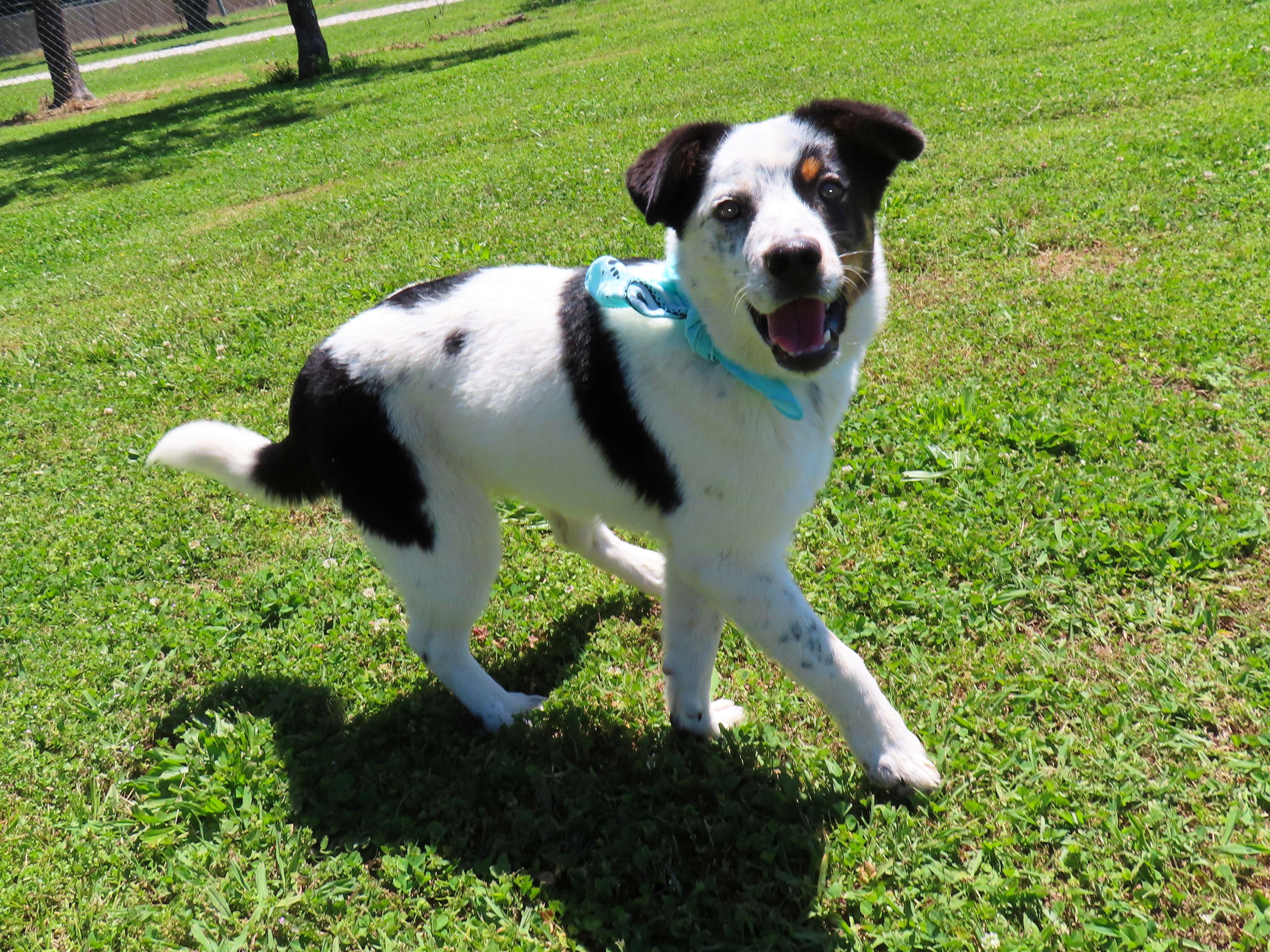 Enlarge Kylo 26C-109, a ADOPTABLE mixed breed in Rogers, AR image 5/5