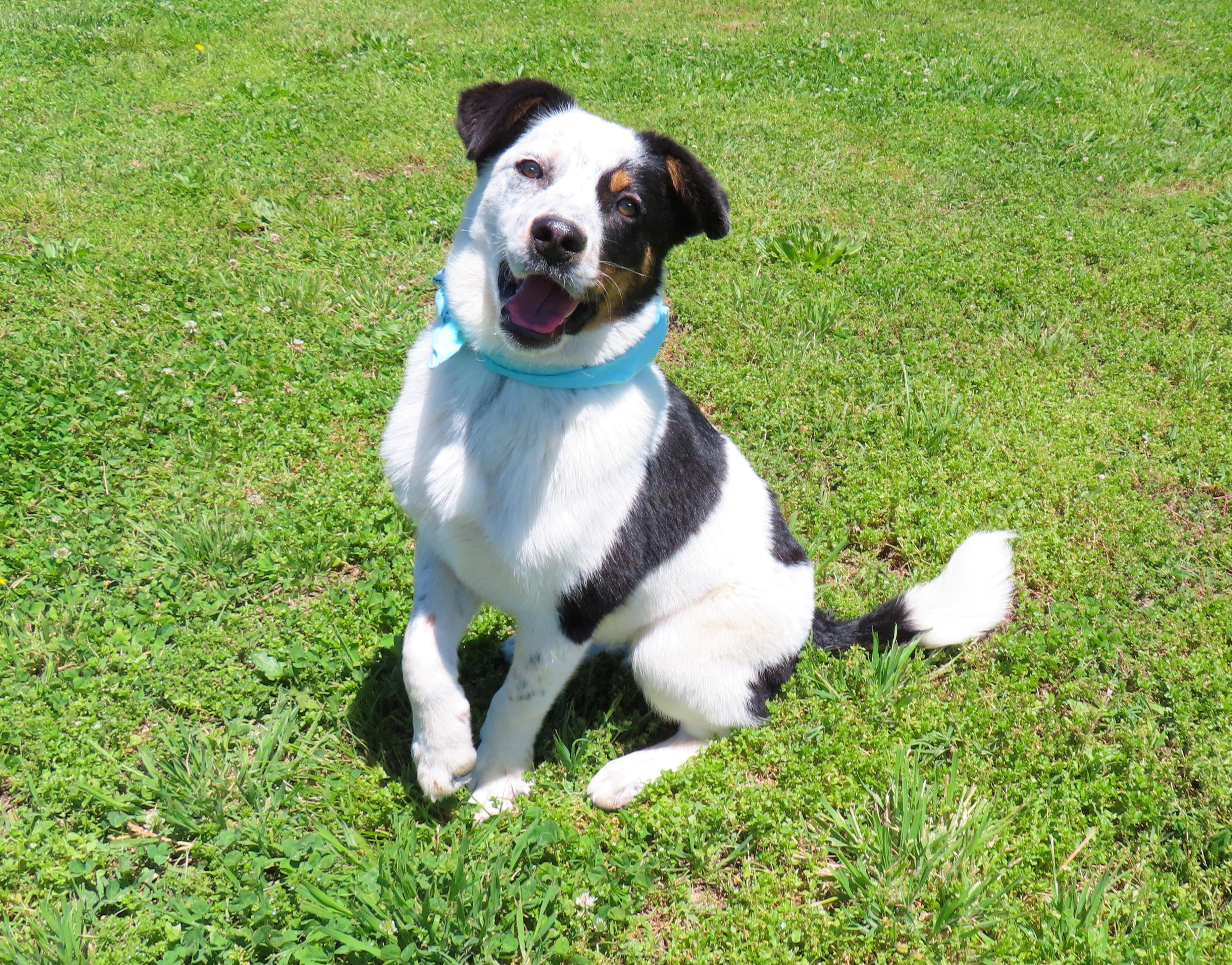 Enlarge Kylo 26C-109, a ADOPTABLE mixed breed in Rogers, AR image 2/5