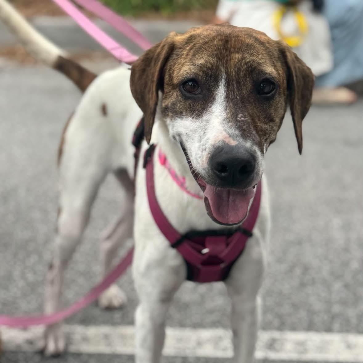 Mira, a ADOPTABLE mixed breed in Wando, SC image 2/6