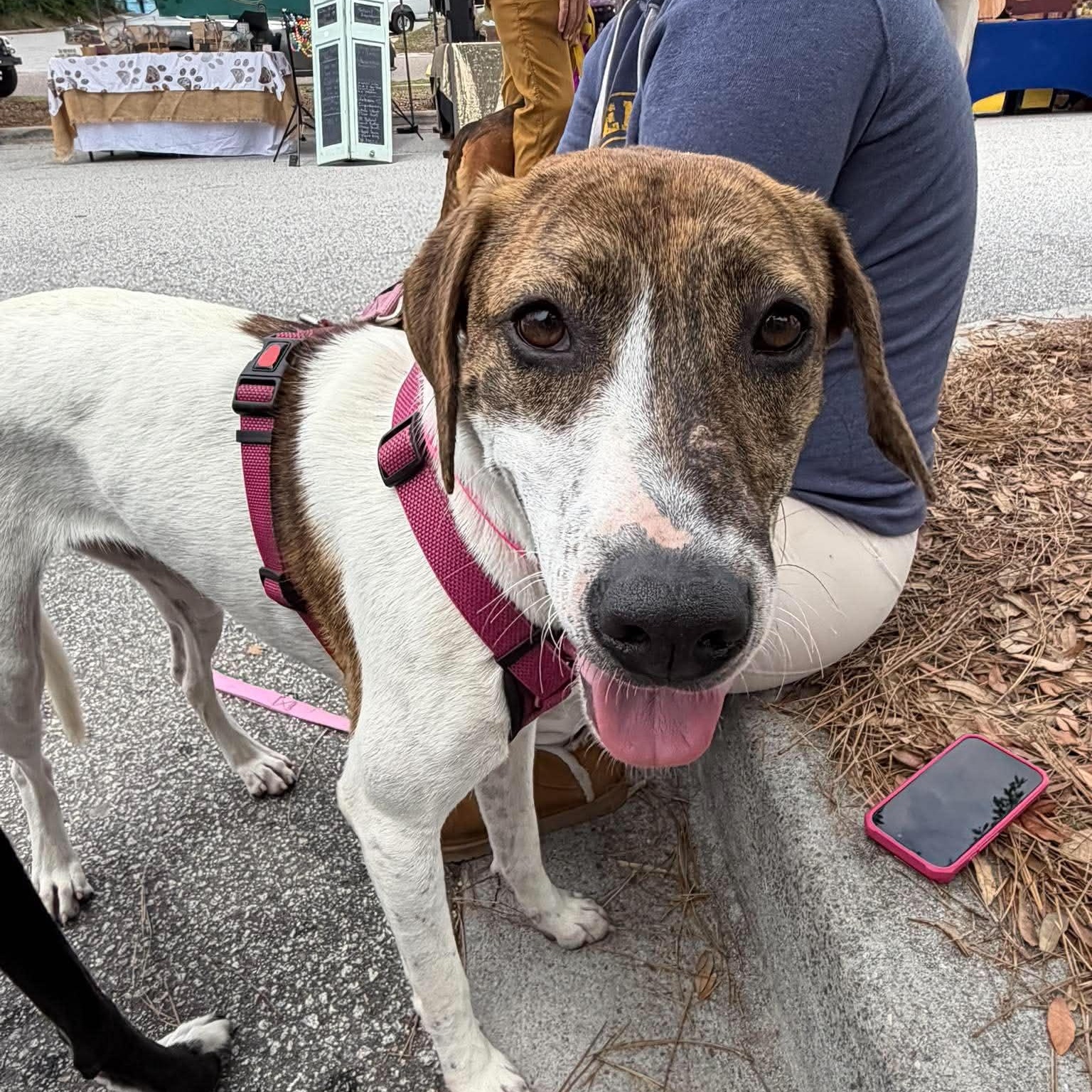 Mira, a ADOPTABLE mixed breed in Wando, SC image 4/6