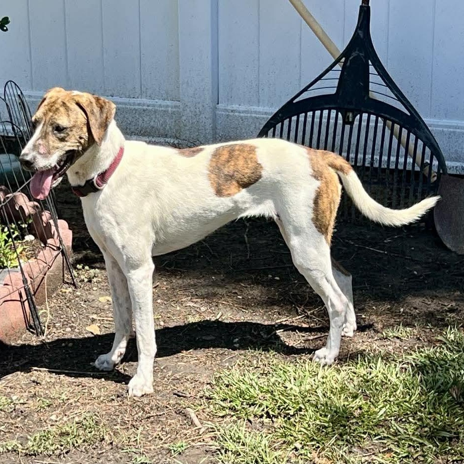 Mira, a ADOPTABLE mixed breed in Wando, SC image 6/6