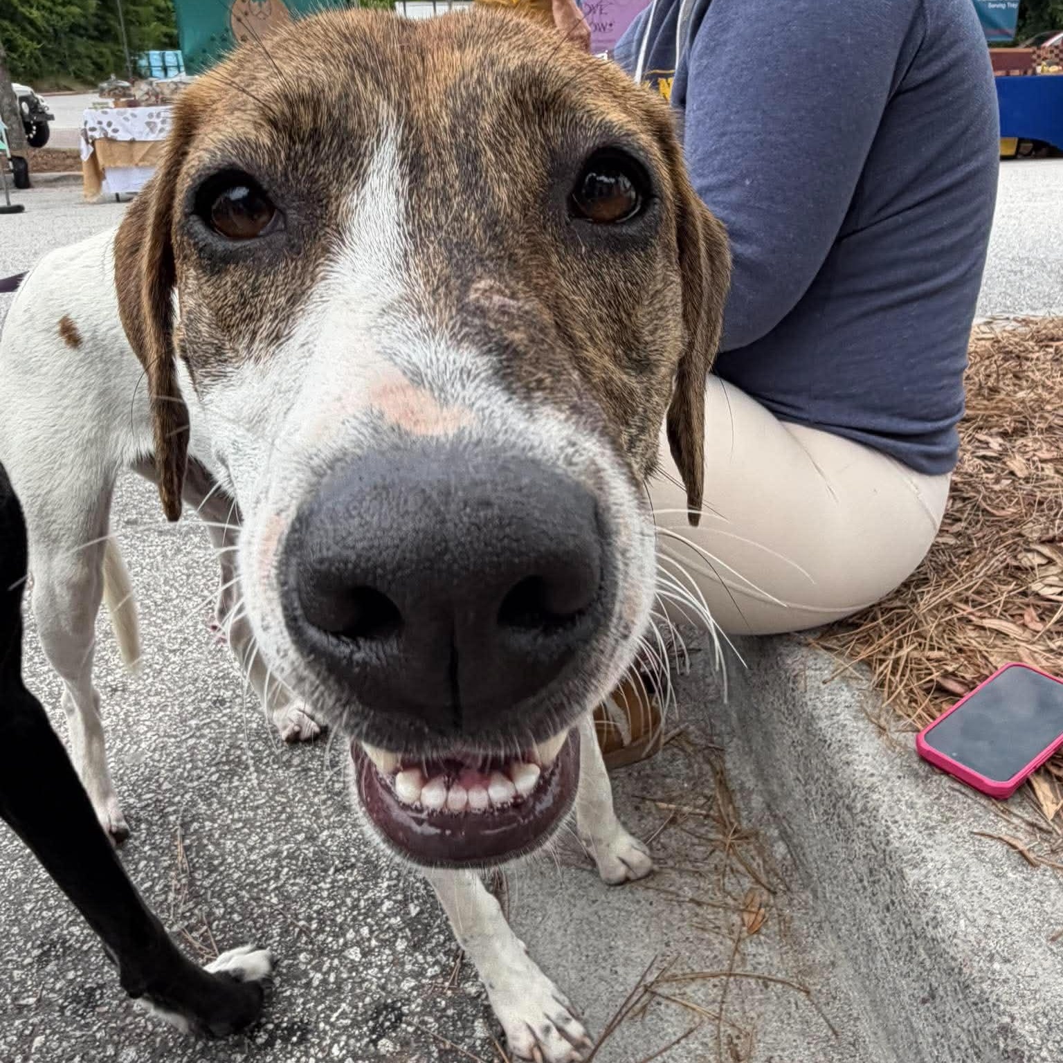 Mira, a ADOPTABLE mixed breed in Wando, SC image 3/6
