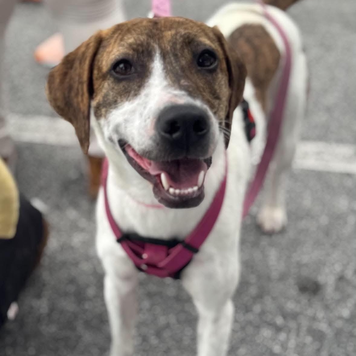 Mira, ADOPTABLE, Young Female Hound.