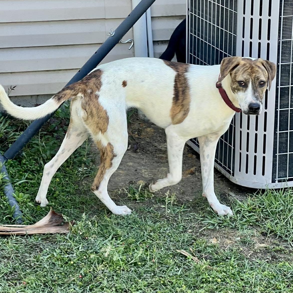 Mira, a ADOPTABLE mixed breed in Wando, SC image 5/6