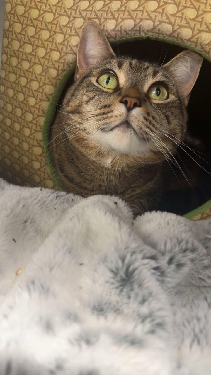 Squeaks, ADOPTABLE, Senior Female Domestic Short Hair.