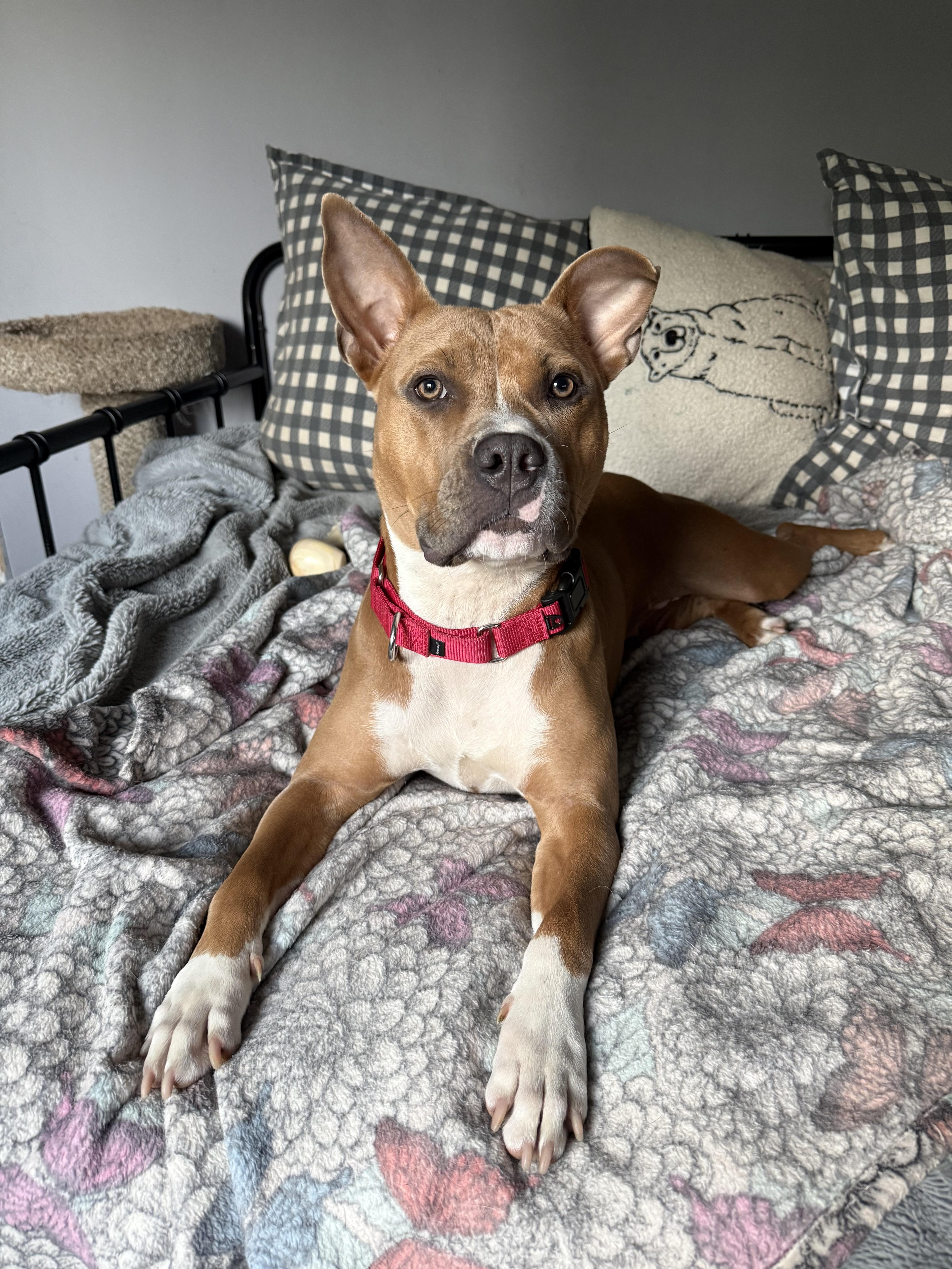 Mama Llama, ADOPTABLE, Adult Female Pit Bull Terrier.