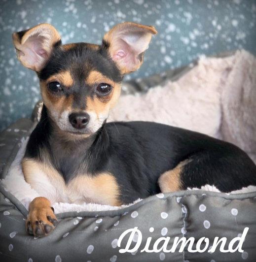 Diamond, Adoptable, Puppy Female Miniature Pinscher & Dachshund.