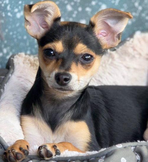 Enlarge Diamond, a Adoptable mixed breed in Anaheim Hills, CA image 2/3