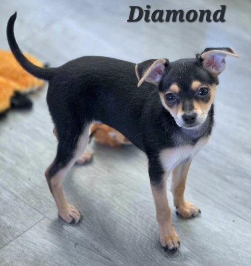 Enlarge Diamond, a Adoptable mixed breed in Anaheim Hills, CA image 3/3
