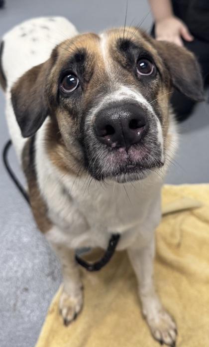 Enlarge Pork Chop - 3, a Adoptable mixed breed in Daytona Beach, FL image 1/1