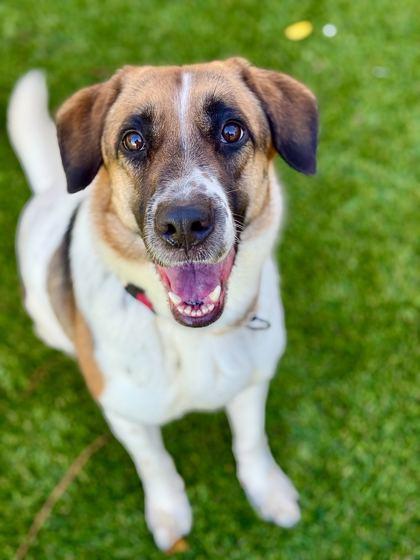 Enlarge Pork Chop - 2, a Adoptable mixed breed in Daytona Beach, FL image 1/1