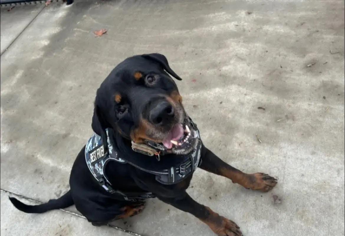 Zeus, a ADOPTABLE Rottweiler in Polk, OH image 5/6
