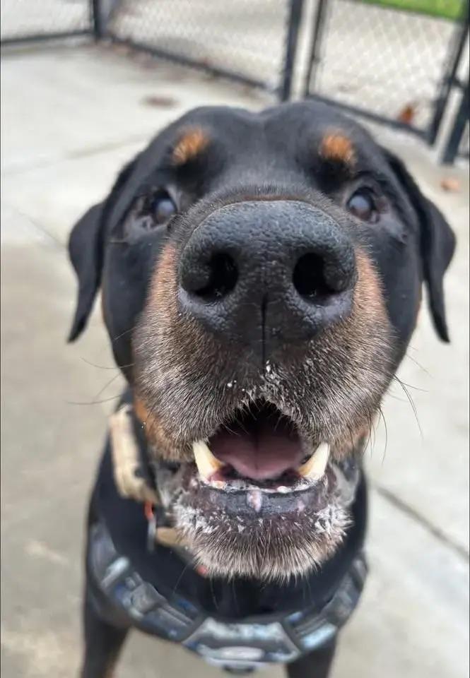 Zeus, ADOPTABLE, Senior Male Rottweiler.