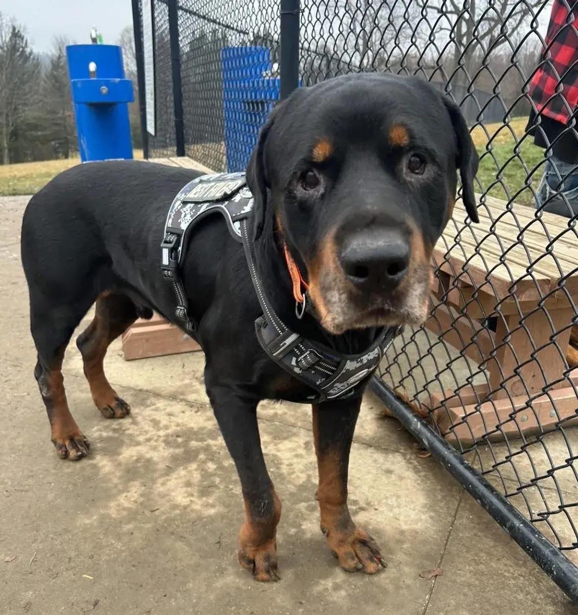 Zeus, a ADOPTABLE Rottweiler in Polk, OH image 6/6
