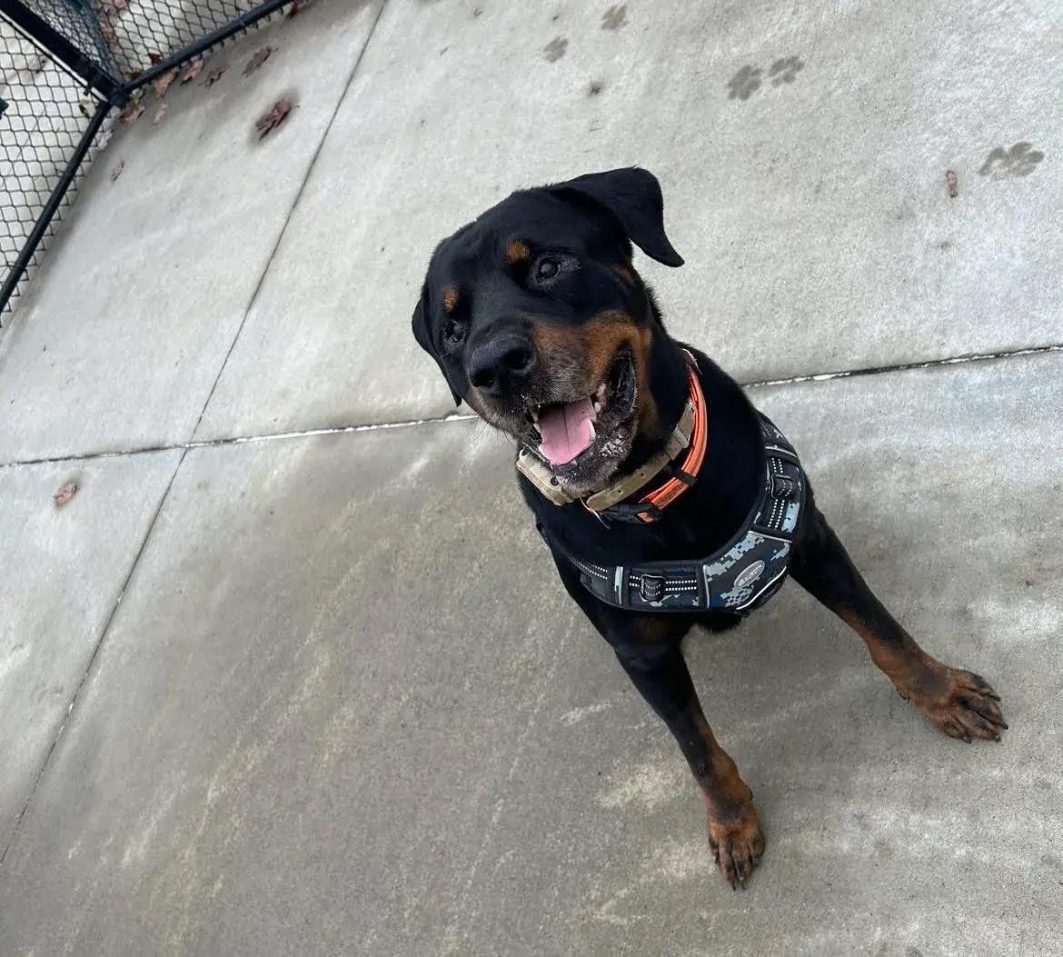 Zeus, a ADOPTABLE Rottweiler in Polk, OH image 2/6