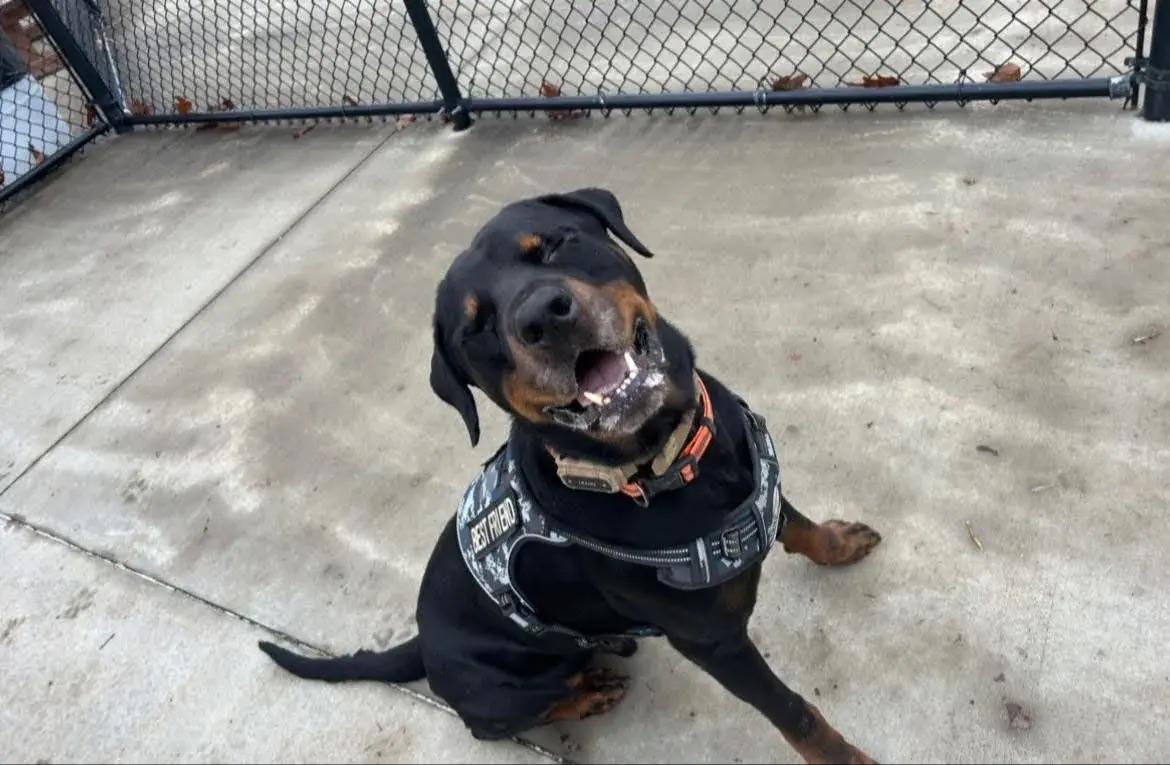 Zeus, a ADOPTABLE Rottweiler in Polk, OH image 4/6