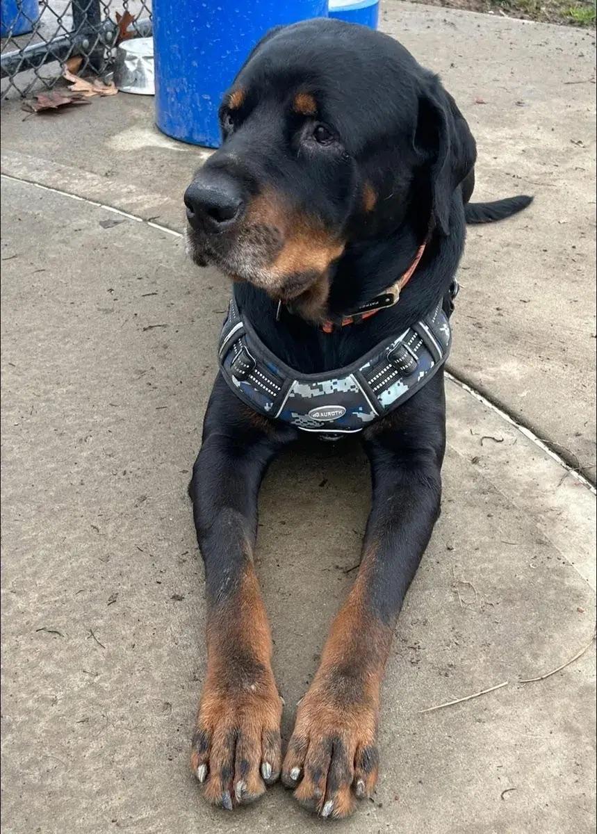 Zeus, a ADOPTABLE Rottweiler in Polk, OH image 3/6