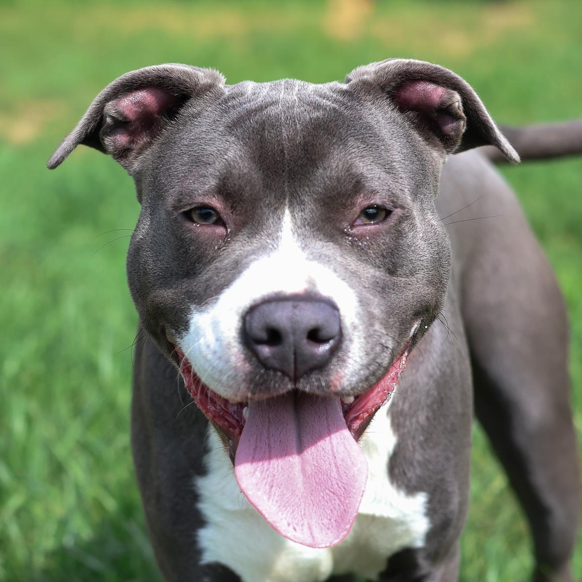 Enlarge *Hunter, a Adoptable Pit Bull Terrier in Justin, TX image 1/6