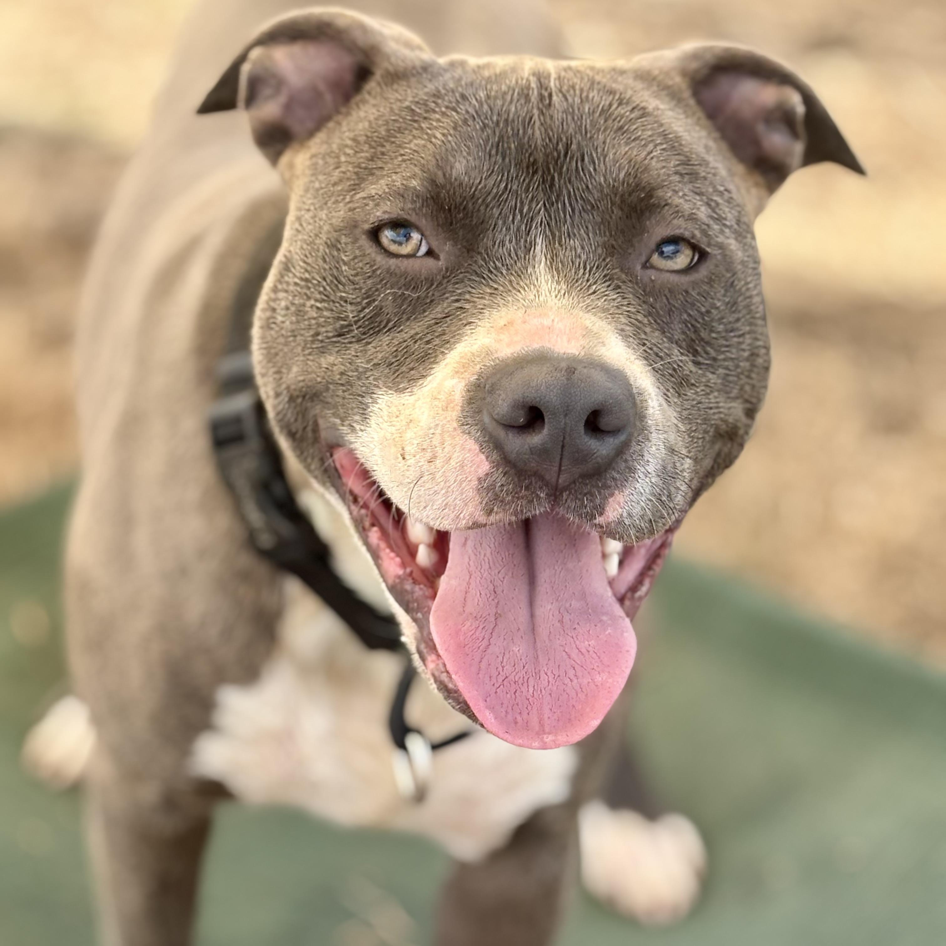 Enlarge *Hunter, a Adoptable Pit Bull Terrier in Justin, TX image 3/6
