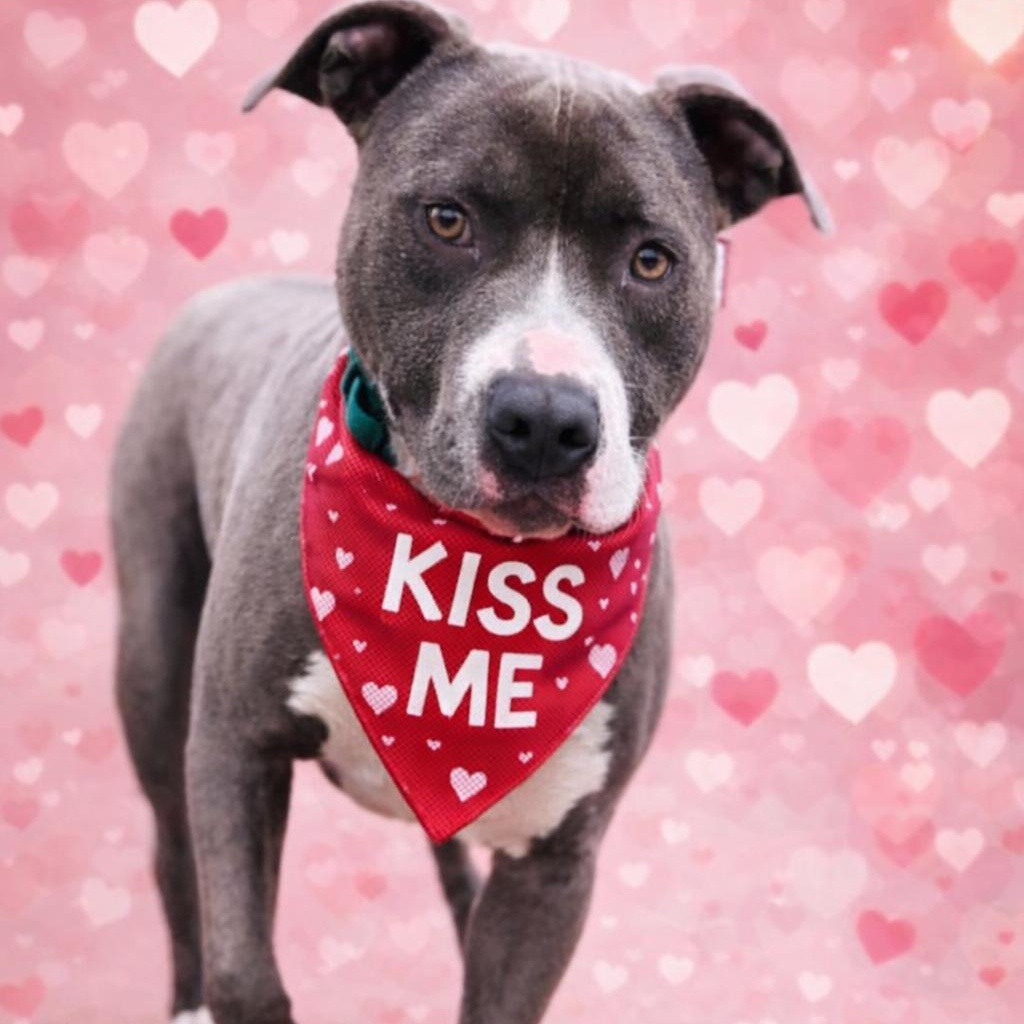 Enlarge *Hunter, a Adoptable Pit Bull Terrier in Justin, TX image 2/5