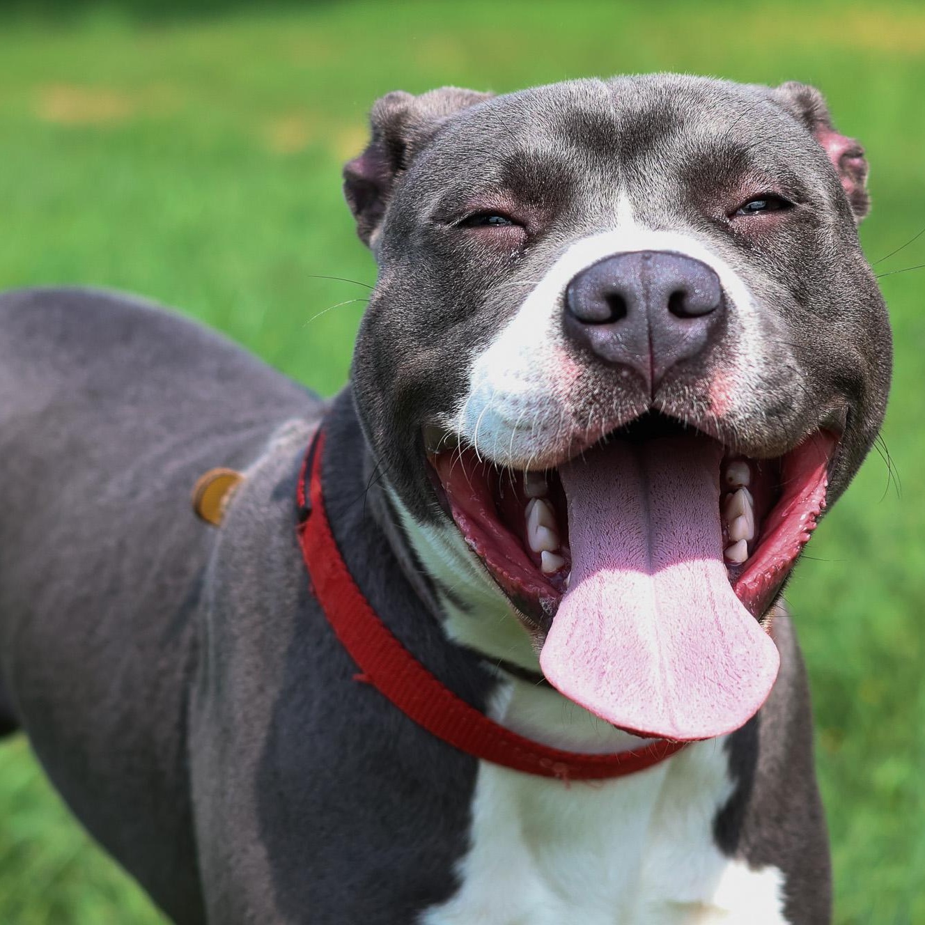 Enlarge *Hunter, a Adoptable Pit Bull Terrier in Justin, TX image 2/6