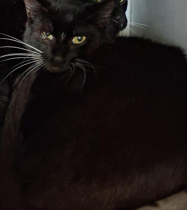 Enlarge Hermione, a Adoptable mixed breed in Tulare, CA image 1/1