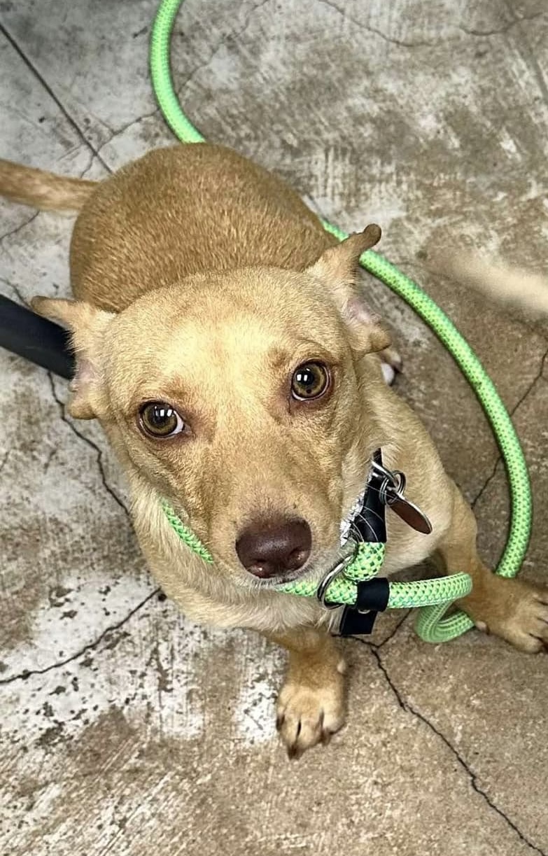 Stanley, Adoptable, Adult Male Chihuahua.