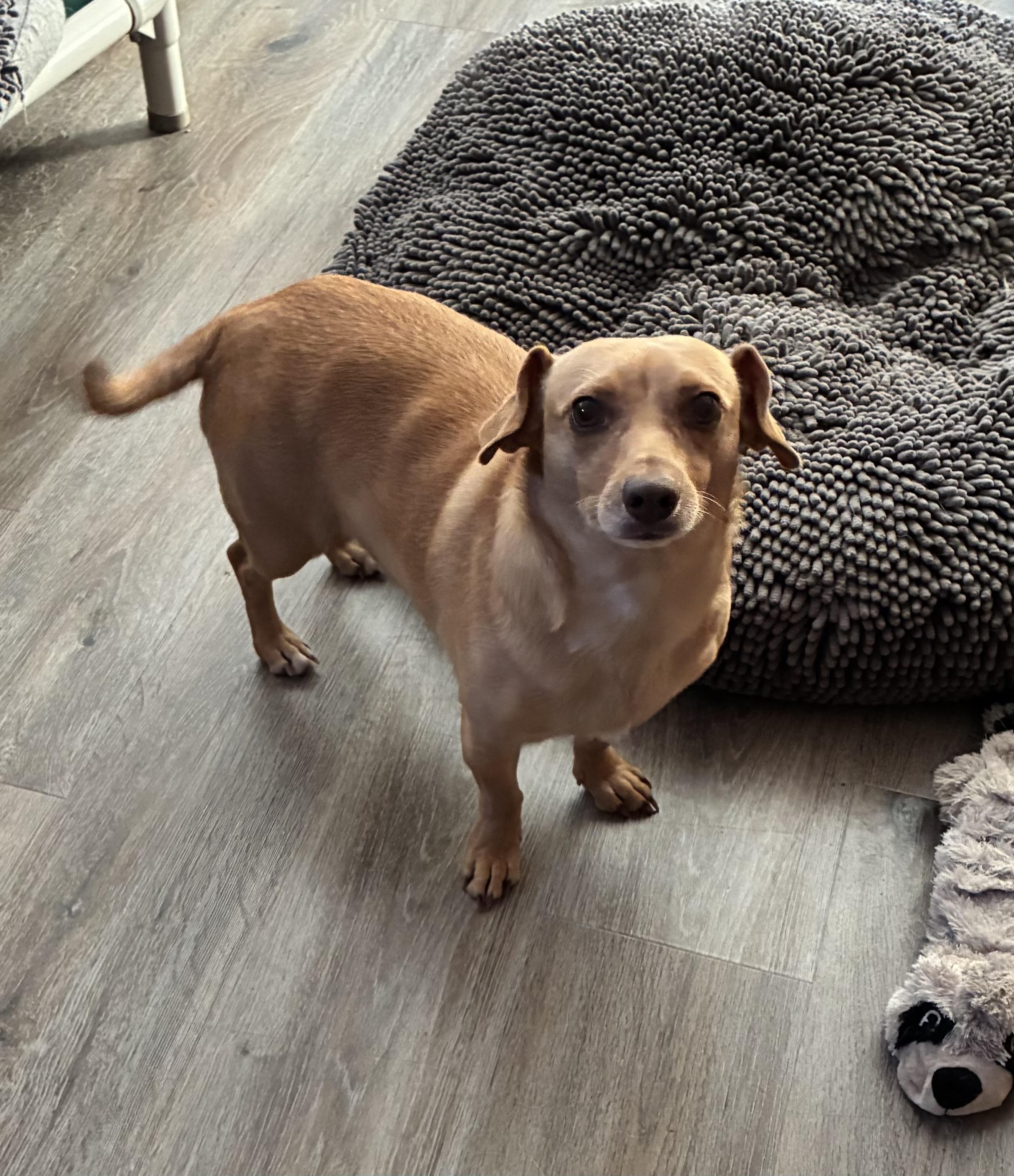 Stanley, Adoptable, Adult Male Chihuahua.