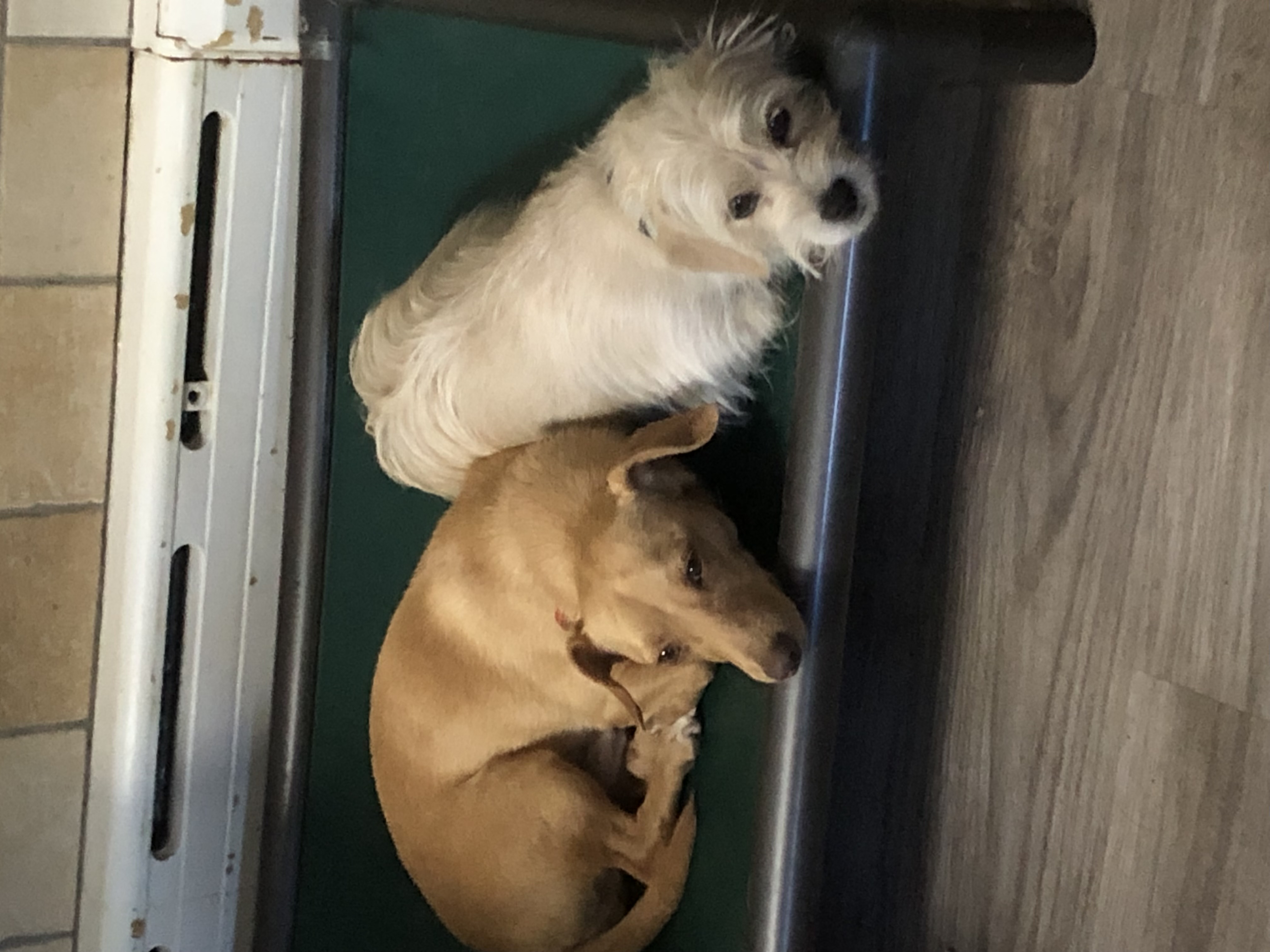 Enlarge Stanley, a Adoptable mixed breed in Vineyard Haven, MA image 5/5