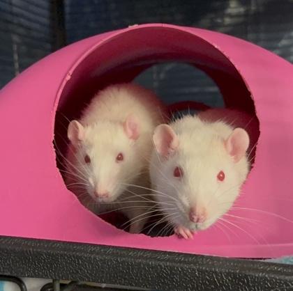 Copley, Fenway, & Kenmore, Adoptable, Adult Male Rat.