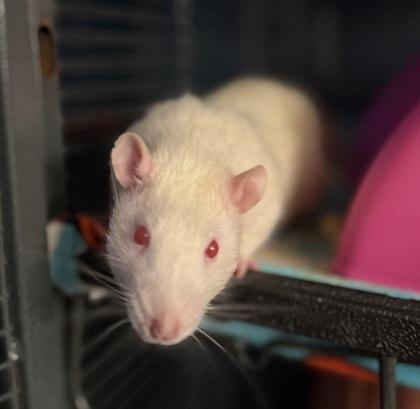 Copley, Fenway, & Kenmore, a Adoptable Rat in Richmond, VA image 2/4