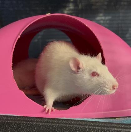 Copley, Fenway, & Kenmore, a Adoptable Rat in Richmond, VA image 3/4