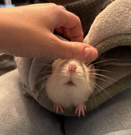 Copley, Fenway, & Kenmore, a Adoptable Rat in Richmond, VA image 4/4