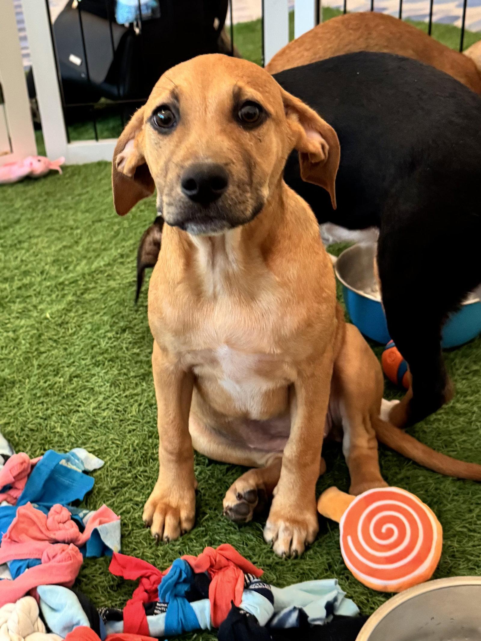 Bonnie, a Adopted mixed breed in Sanford, FL image 1/3