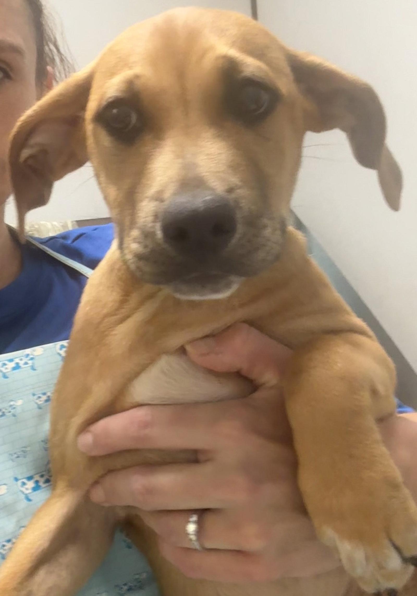 Bonnie, a Adopted mixed breed in Sanford, FL image 2/3