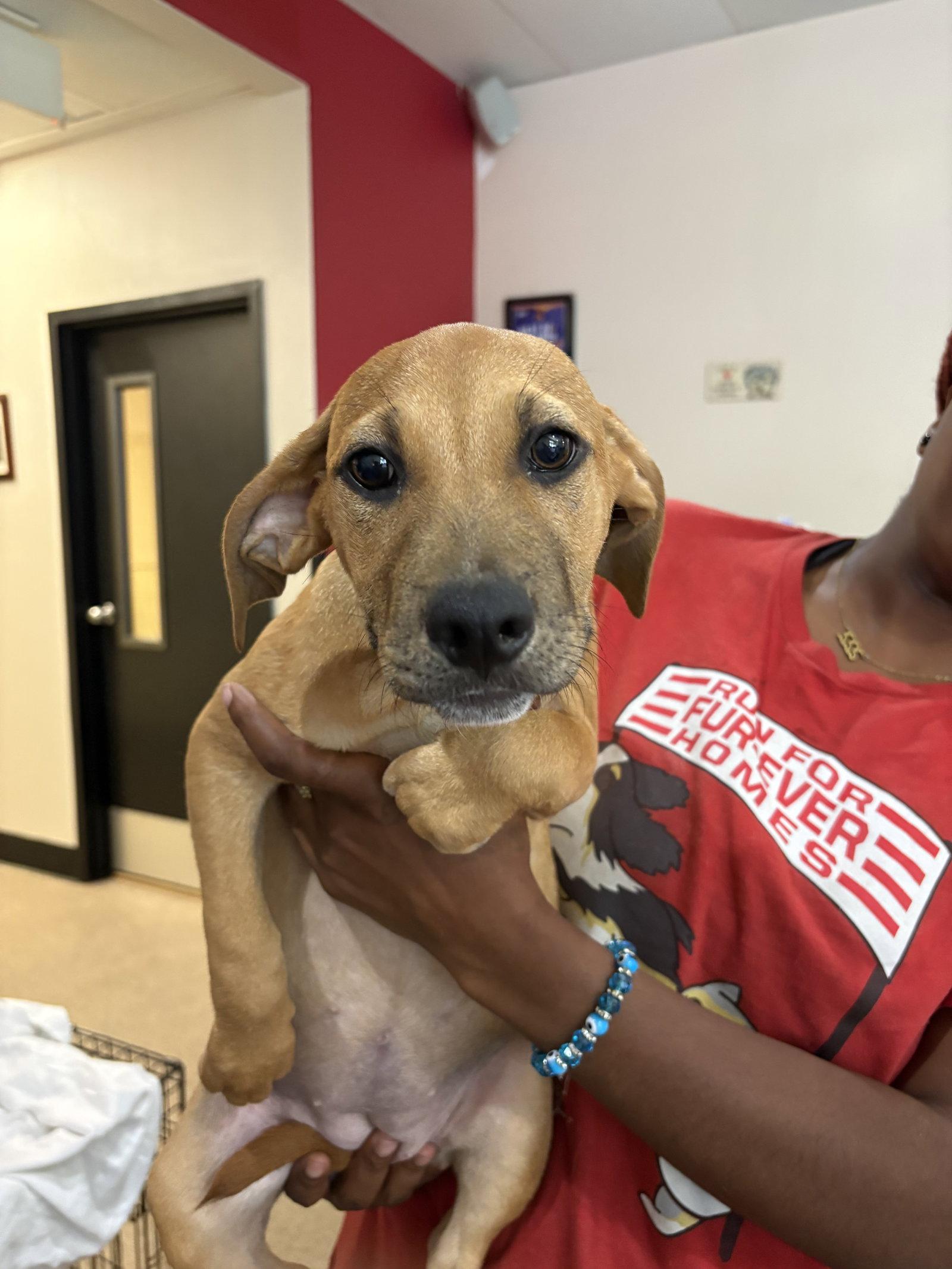 Bonnie, a Adopted mixed breed in Sanford, FL image 3/3