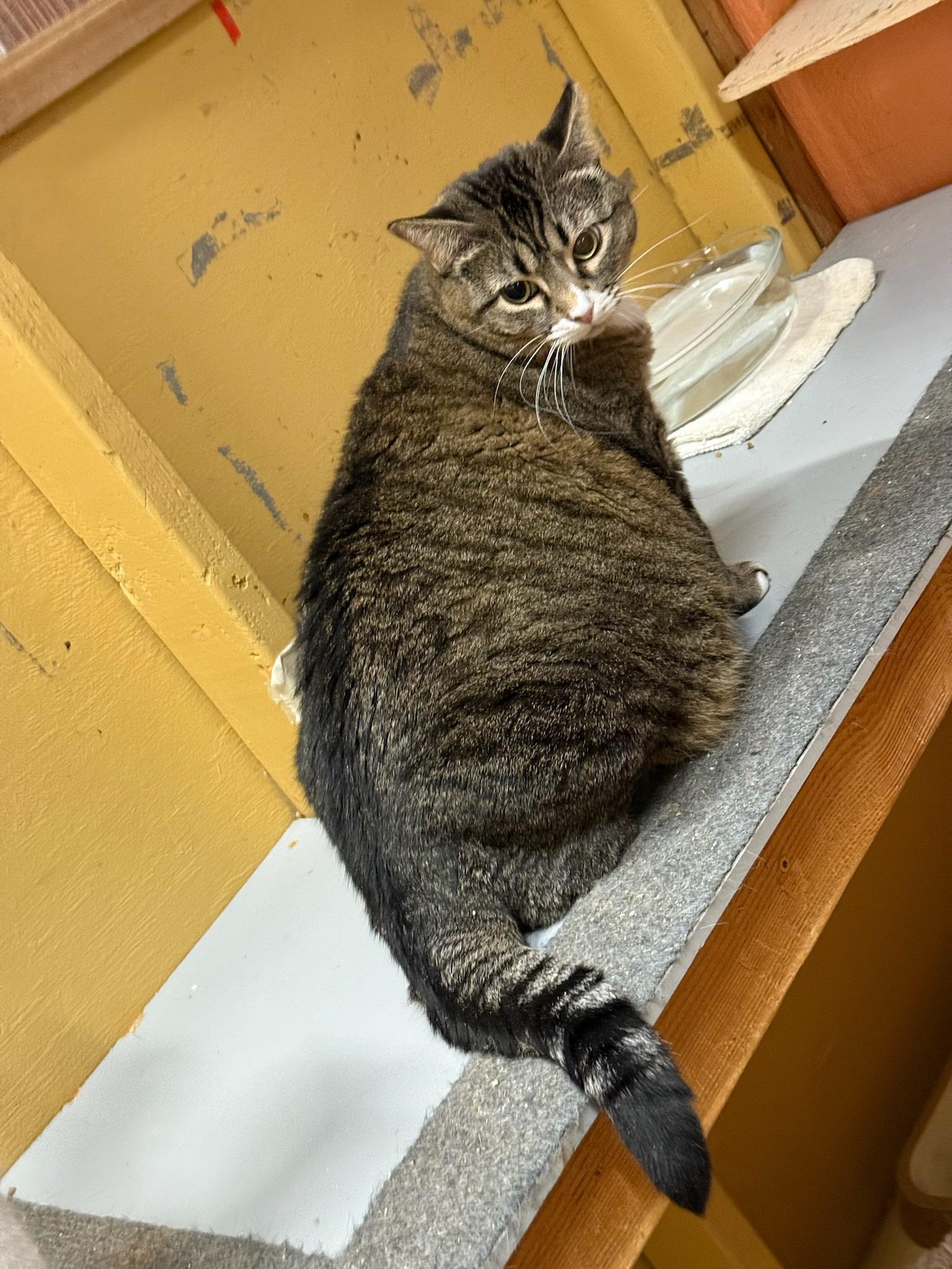 Greta
